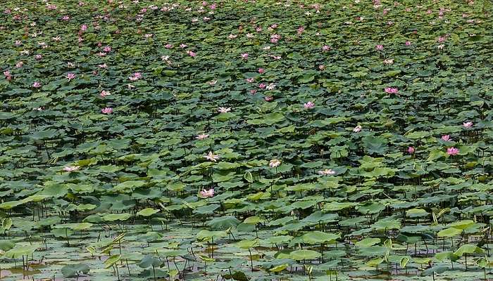 Gulawat Lotus Valley in Indore 