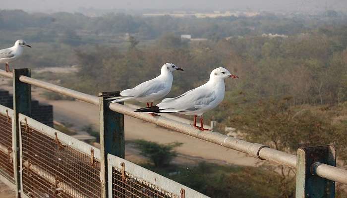 Two migratory birds sitting on the fence of the Aji Dam near Rajkot, Gujarat.