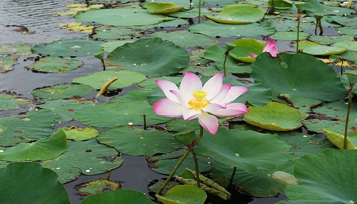 Gulawat Lotus Valley, Indore, Madhya Pradesh