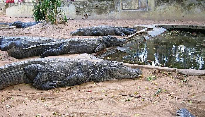 Amaravathi Crocodile farm