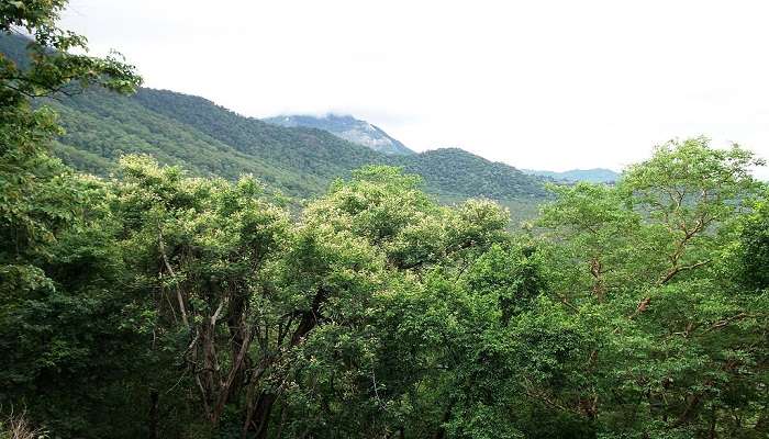 Enchanting Anamalai Hills ranging across Coimbatore.