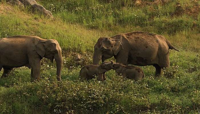 Visit the Anamalai Tiger Reserve.