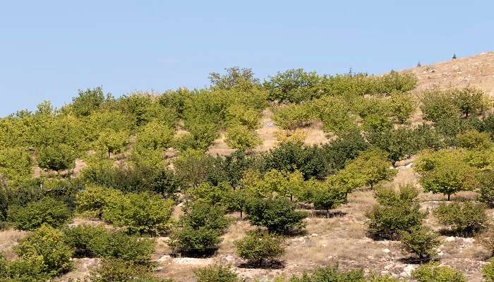  The young bushes of Apricot Malatya 