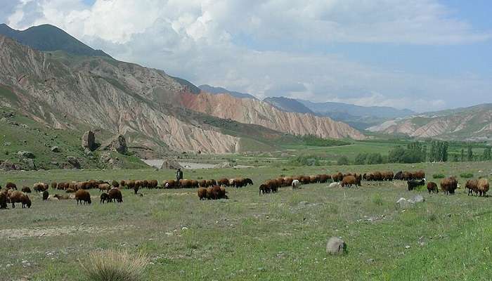 The vibrant greenery present in Igdir