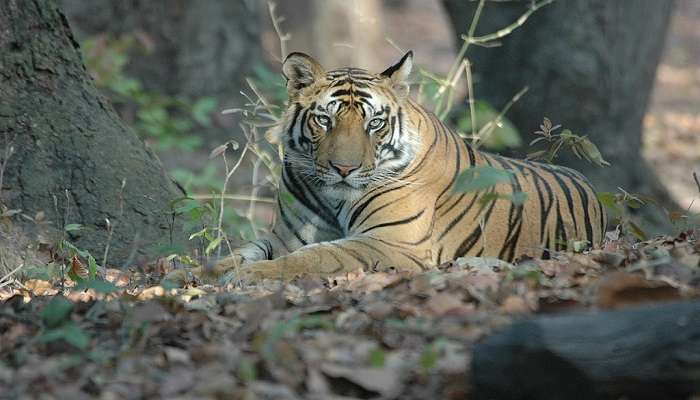 Tigress at Bandhavgarh National Park