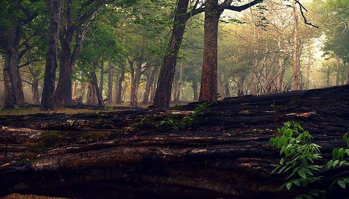 Serene walks amongst the forest at Nagarhole National Park. 