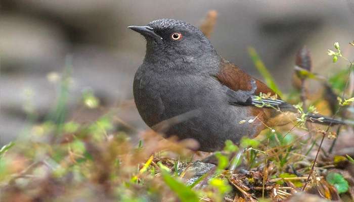 Maroon-backed accentor in Kalimpong.