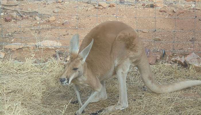 A Kangaroo in the Desert Park of Alice Springs