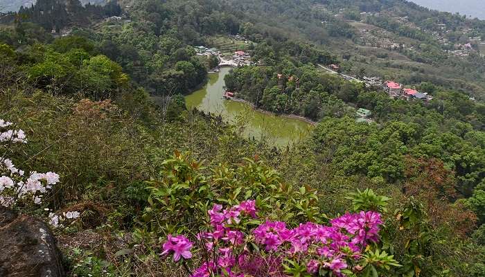 Spot the exotic flowers near the Aritar Lake