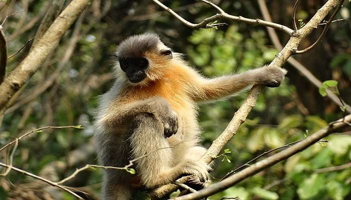 Get to see unique langurs 