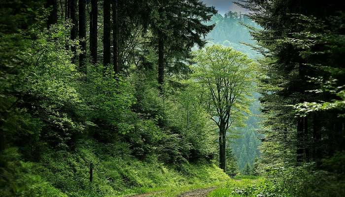 Lush green forest.