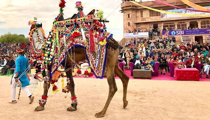 Bikaner camel fest est le festival animal le plus coloré en Inde