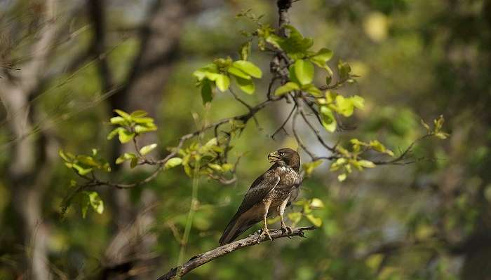 White-eyed Buzzard in the forests of Madhya Pradesh