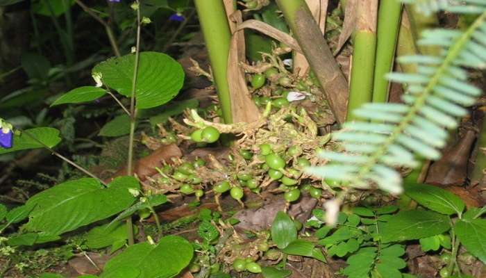 Cardamom pods on plant at the Bison Valley