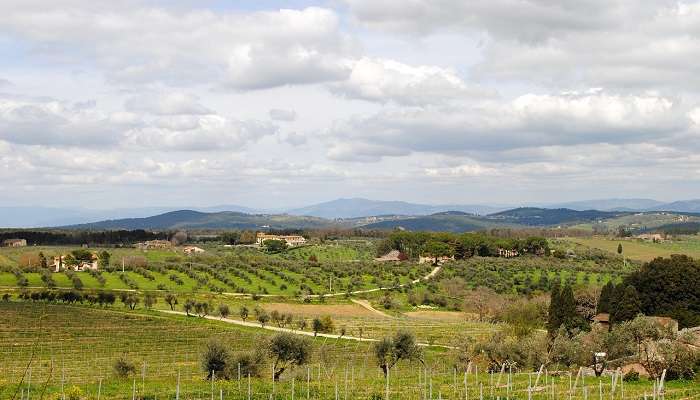 Vineyard in Chianti, Tuscany.