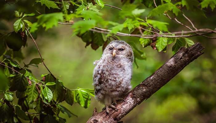 Enjoy a visit to Chakrasila Wildlife Sanctuary at Dubri.