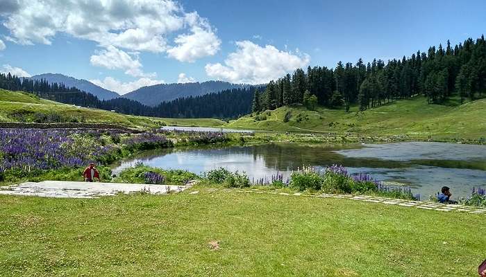 Chinar Park, a famous picnic spot near Pather Masjid Srinagar