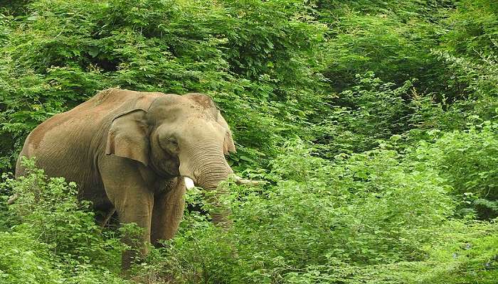 Elephant in Chinnar Wildlife Sanctuary