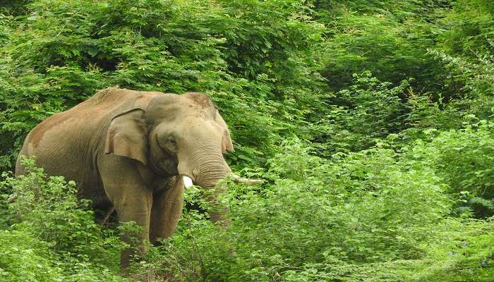 An elephant in the wild of Chinnar Wildlife Sanctuary