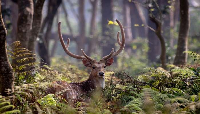 Chital stag at Chitwan National Park, a famous place near Chitlang. 