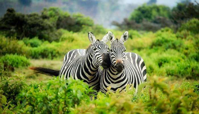 Enjoy watching various species of animals at the famous Clouded Leopard National Park