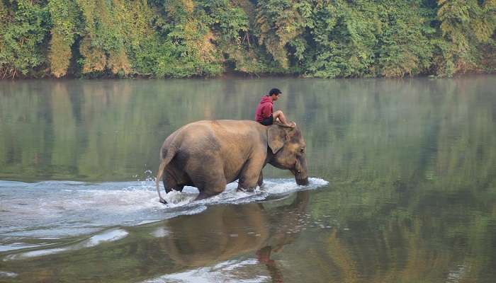 Dampa Tiger Reserve Opening Hours and Entry Fees