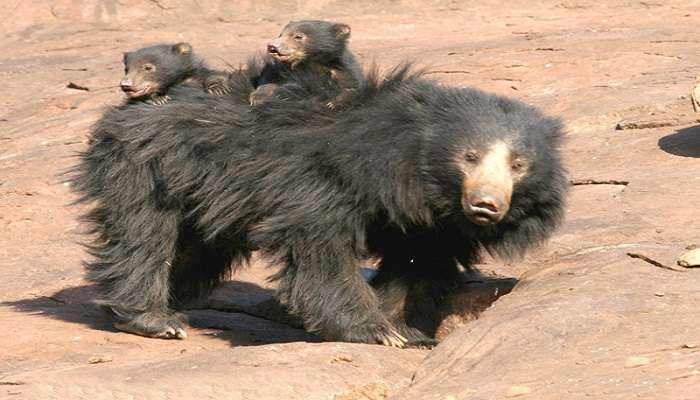  Indian sloth bear at Daroji Bear Sanctuary, one of the top places to visit near Hampi. 