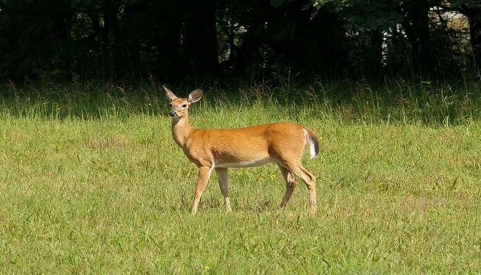 Visit the Thenzawl Deer Park near Vantawng Falls