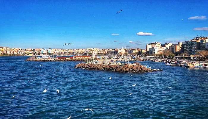 Free seagulls in Gallipoli