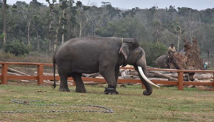 Stunning location of Dubare Elephant Camp.