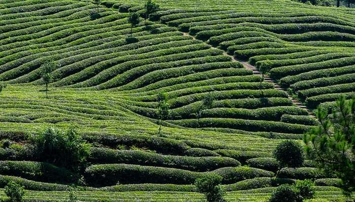 Lush green tea plantations of Dudhnoi Tea Estate in Goalpara