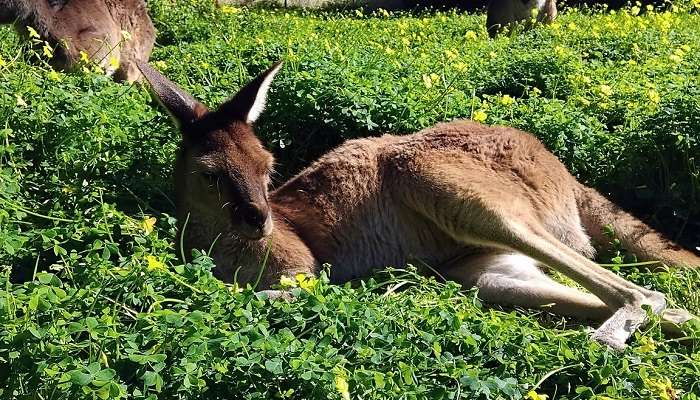 A wild red deer stands majestically in the park amidst lush greenery