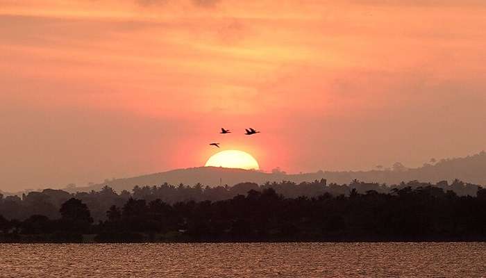 View of birds at Nagarhole National Park