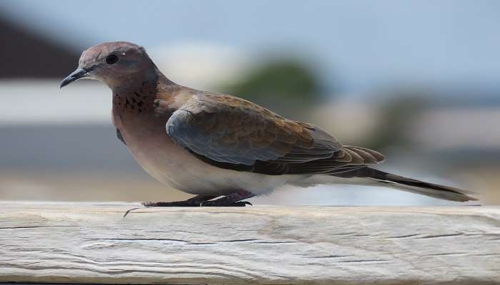  Laughing Dove in Australia. 