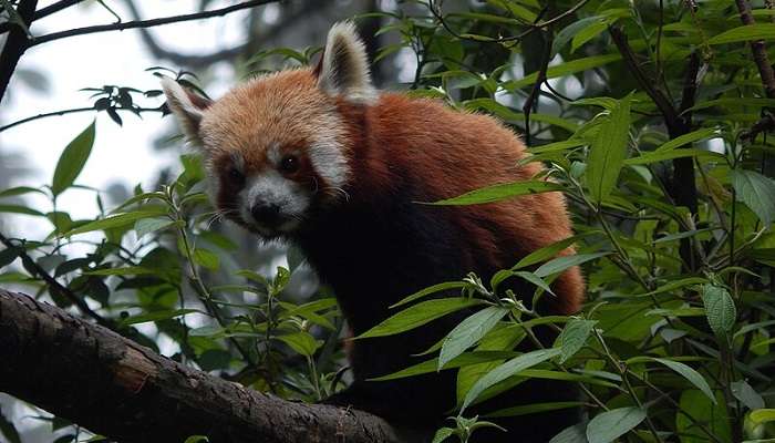 Red Panda at Darjeeling Zoo.