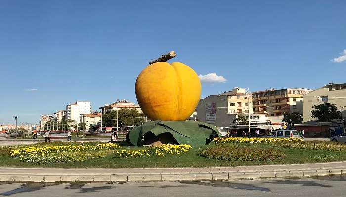  The apricot harvest season.