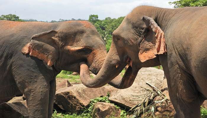 A photograph of a elephant , captured.