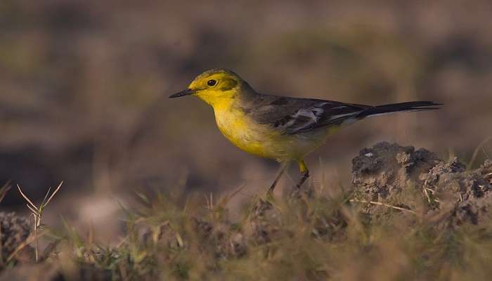 A rare citrine wagtail bird