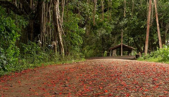 Beautiful Gulmohar Street at Nagarhole National Park