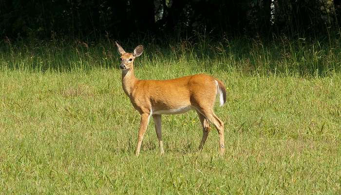 Explore the various animals at Melagiri Hills