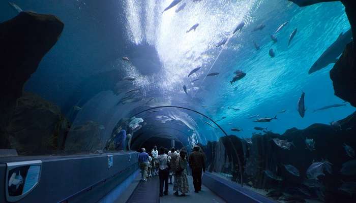 Explorez la Georgia Aquarium