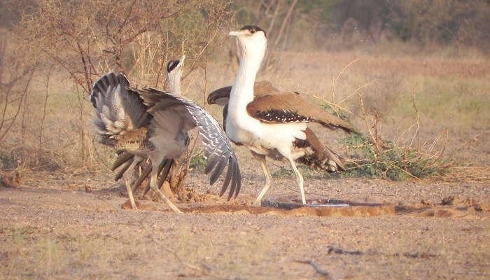 he newly opened are of the Kutch Bustard Sanctuary in Gujarat.