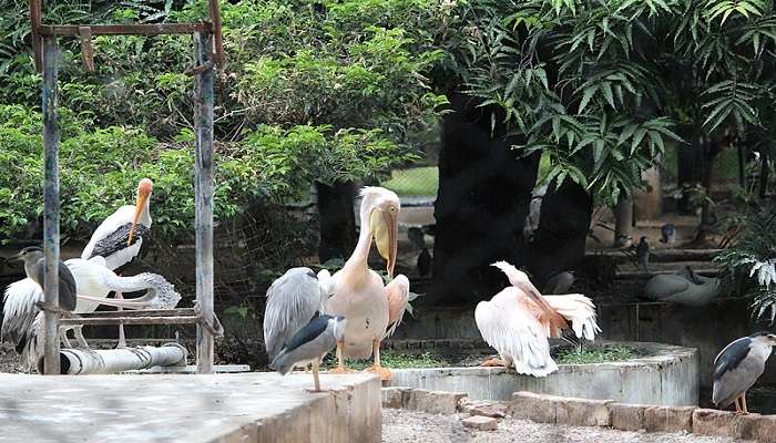 Birds at Guindy National Park at the hotels in Palavakkam.