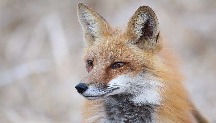 Red fox at Gulmarg Biosphere Reserve, located near Kashmir Gondola Ride.