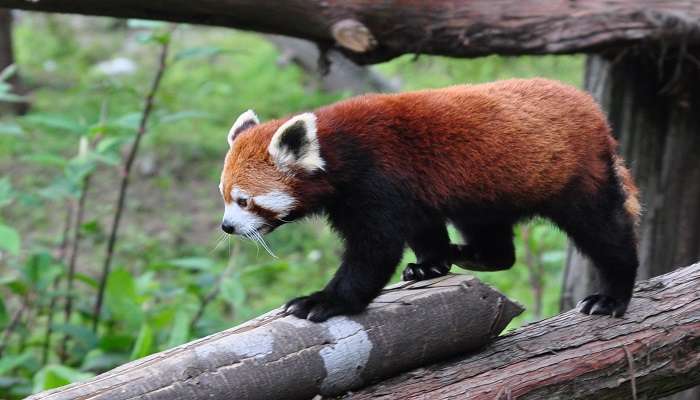  The rare sighting of Red Panda in Himalayan Zoological Park