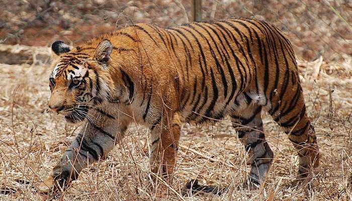 The royal bengal tiger at Nagarhole National Park.