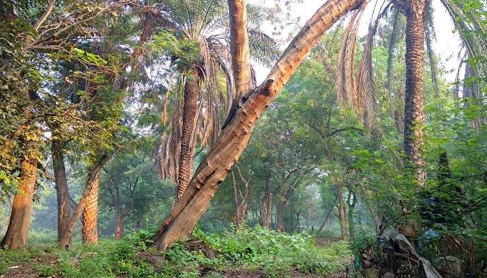 Lush mangrove tunnels in Salim Ali National Park, with dense greenery reflecting in the calm water