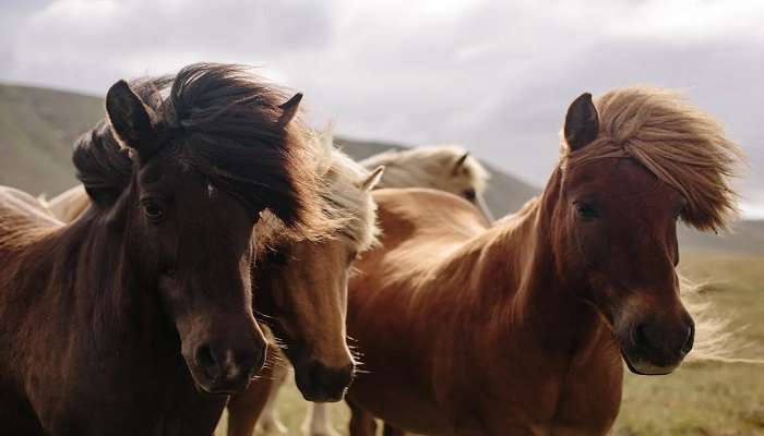 Horse Riding is a fun activity to do.