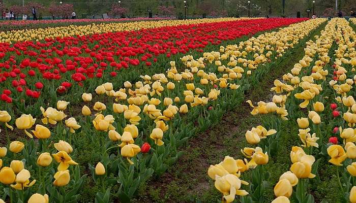 Indira Gandhi Memorial Tulip Garden with a vibrant display of blooming tulips and lush greenery