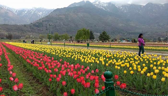 The blissful Tulip Garden in Srinagar